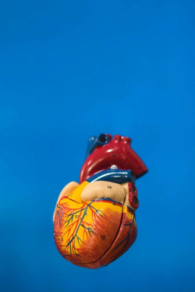 heart model - what are the 4 stages of congestive heart failure