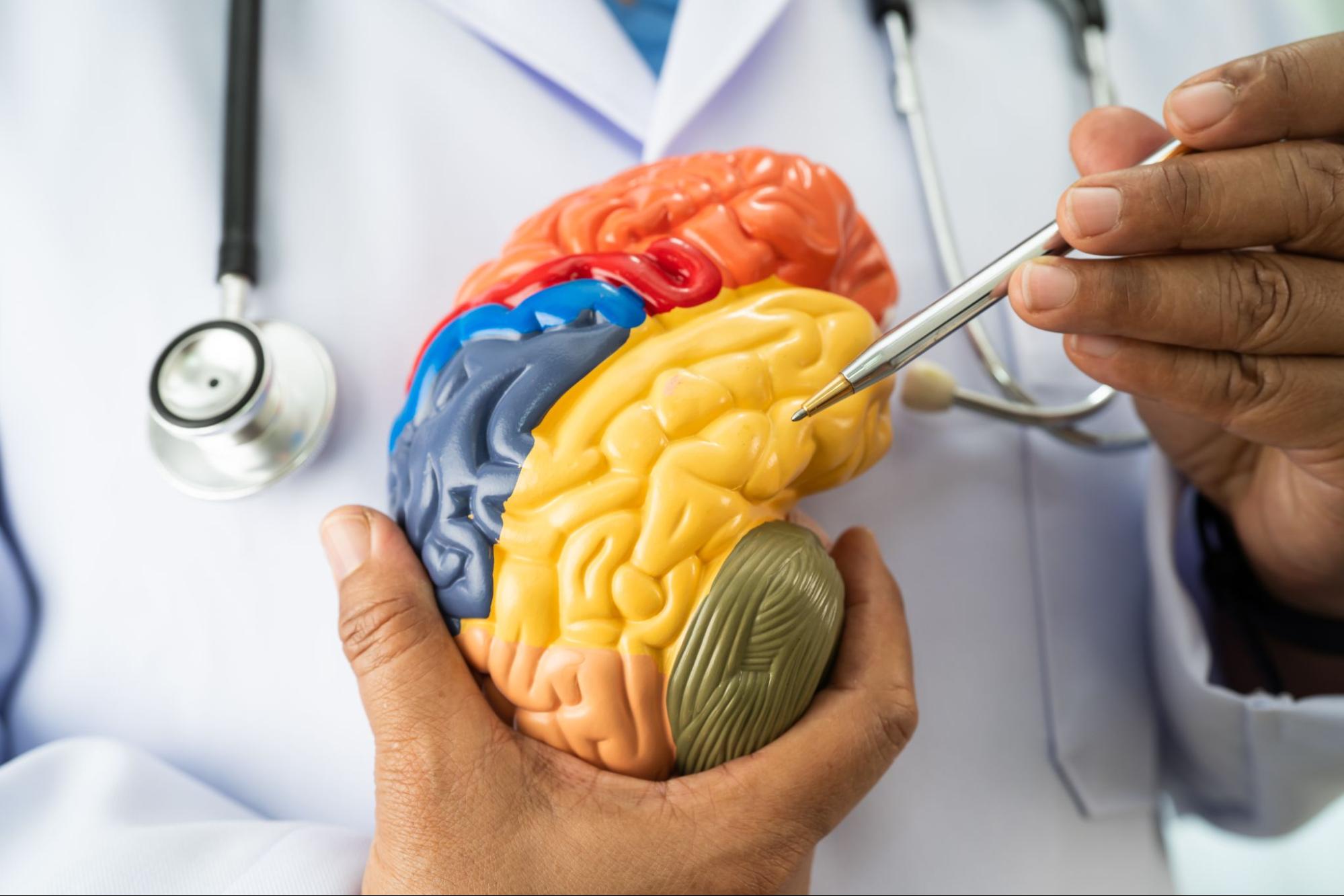 Medical professional using a brain model to explain ketamine brain receptor effects