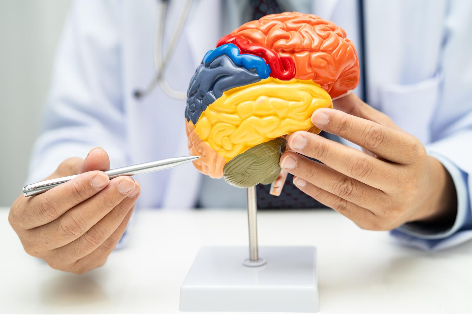 Doctor using a brain model to explain ketamine’s effects on brain signaling and neural communication. 