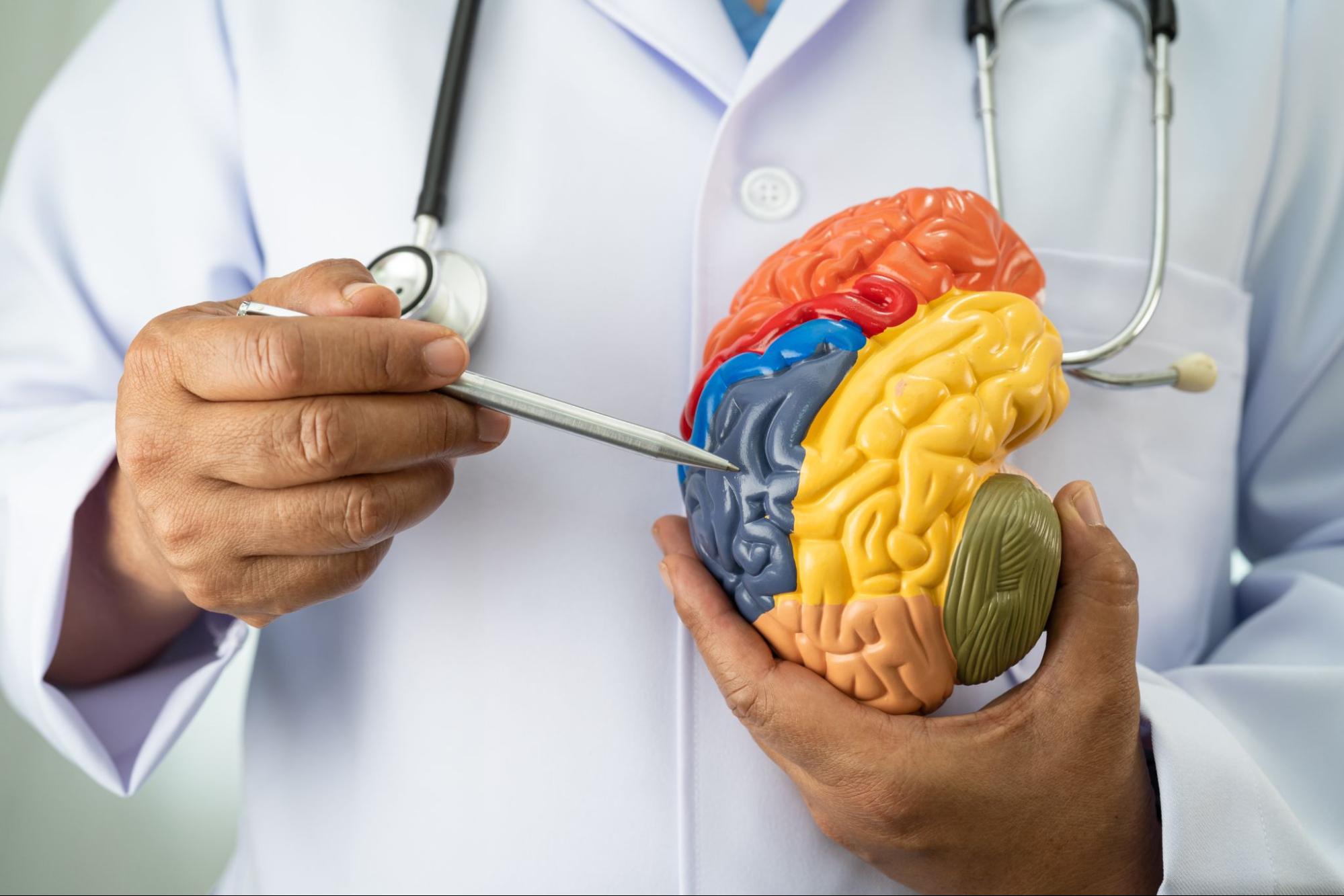 Doctor using a brain model to explain how ketamine therapy may affect brain signaling.